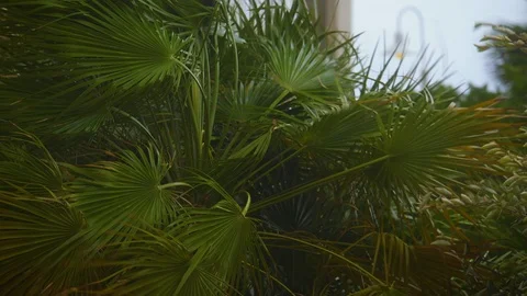 Storm Winds of Approaching Hurricane Stock Footage 96321061