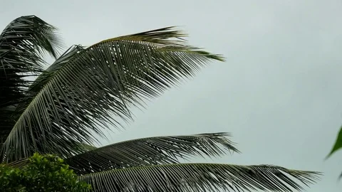 Storm winds blowing palm trees on tropical island. 3840x2160. 4k Видео 76498380