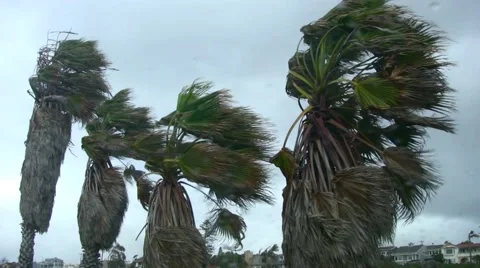 Storm Winds on Palm Trees Encinitas California Stock Footage 69056466