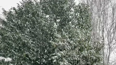 Storm, winter in forest. Snowy time, ice and snowy trees. Cold weather, sno.. Stock Footage 235936166