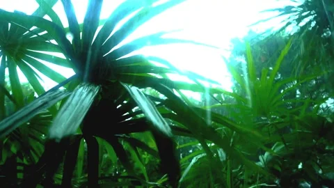 Storm18 Trees Blown by Wind and Rain in the Storm Video stock 288189755