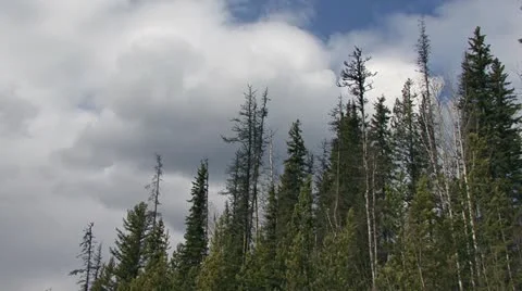 Stormclouds over Windy Forest Swaying Trees Backwoods B.C. Stock Footage