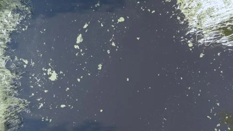 Stormwater Wetland - Initial Eutrophication, Early Algae Bloom, Nutrient Stock Footage 344229870