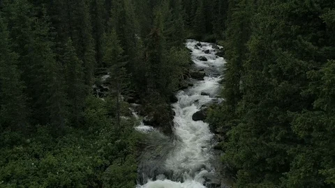 Stormy beautiful mountain stream among relict taiga in Siberia Stock Footage 123647995