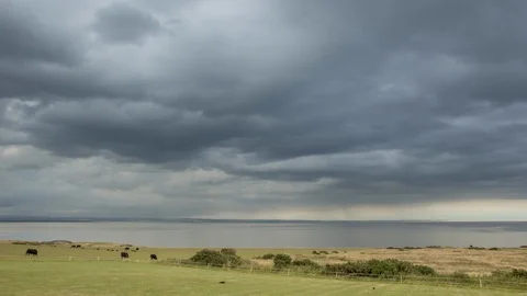 Stormy clouds moving over a field of cows beside the sea 库存影片 99401582