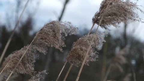 Stormy day in the fields. Stock Footage 126915357