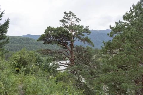 Stormy deep river in a mountain valley surrounded by pine forest Stock Photos