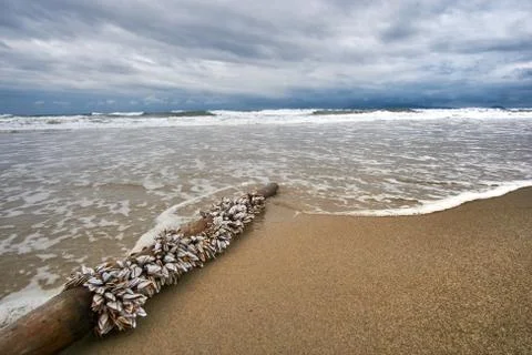 Stormy evening at the beach with dramatic clouds and waves. Traditional Stock Photos