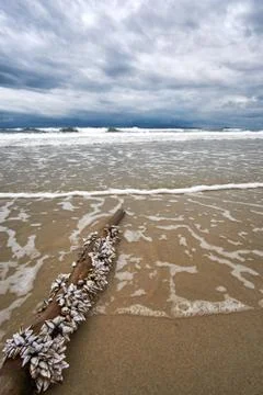 Stormy evening at the beach with dramatic clouds and waves. Traditional Stock Photos