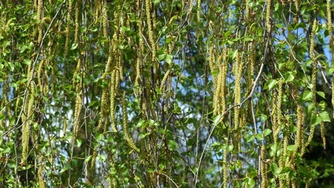 Stormy flowering of birch tree in late April Stock-Footage 140691360