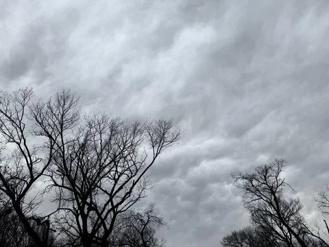 Stormy Gray Sky Framed by Bare Tree Branches Stock-Fotos