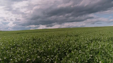 Stormy harvest scene, Dark clouds hover over ripening wheat, Tall stalks dance Stock Footage 333756129
