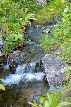 A stormy mountain brook flows down in a swift stream through thickets of de.. Stock Photos