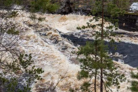 Stormy mountain river in the background of the forest Foto stock