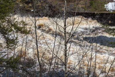 Stormy mountain river in the background of the forest Stock-Fotos