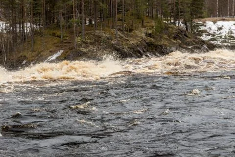 Stormy mountain river in the background of the forest Stock Photos