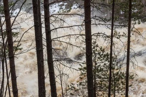 Stormy mountain river in the background of the forest Foto stock
