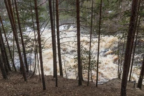 Stormy mountain river in the background of the forest Stock Photos