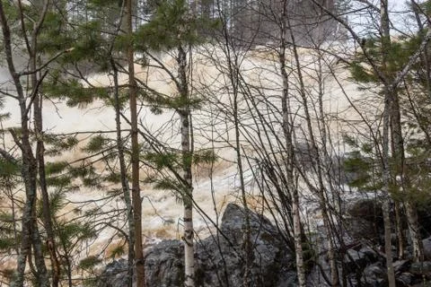 Stormy mountain river in the background of the forest Stock Photos
