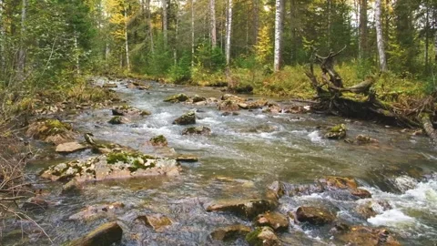 Stormy Mountain River Flows Through the Autumn Forest in Southern Urals, Russia Video stock 325449288