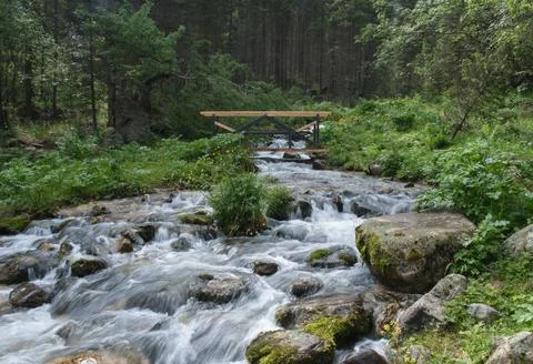 A stormy mountain river flows through the summer spruce forest of the natio.. Photos