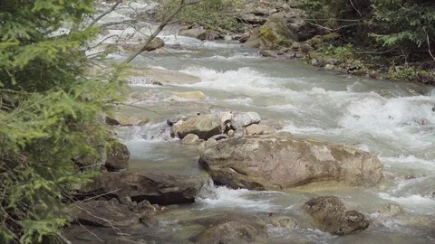 Stormy mountain river in the forest Stock Footage 115721973