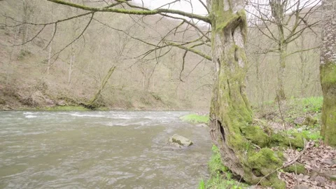 Stormy mountain river in the mountains between the forest. Vídeos de archivo 154121114