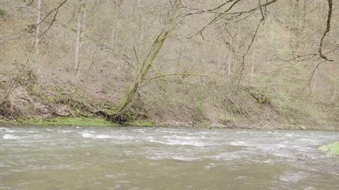 Stormy mountain river in the mountains between the forest. Vídeos de archivo 154121141