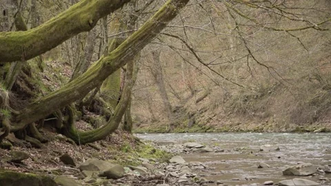 Stormy mountain river in the mountains between the forest. 스톡 동영상 154121172