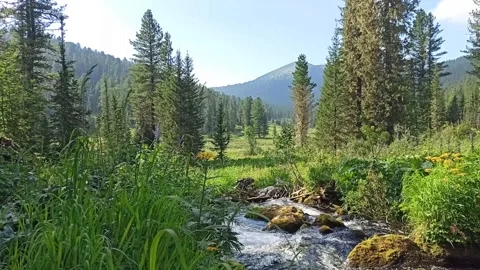 A stormy mountain stream, bending around the stones, flows through Stock Footage 251090446