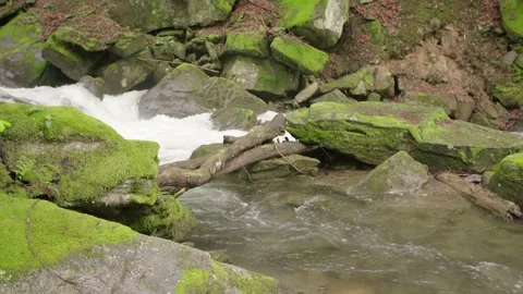 Stormy mountain stream in the mountains between the woods. Vídeos de archivo 154264761