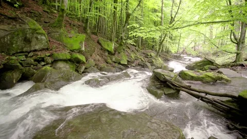 Stormy mountain stream in the mountains between the woods. Vídeos de archivo 154264809
