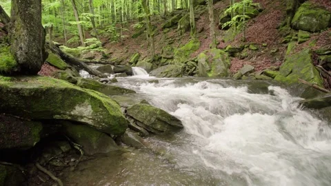 Stormy mountain stream in the mountains between the woods. Vídeos de archivo 154264827