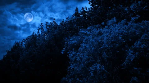 Stormy Night With Lightning Strikes Behind Tree Tops Vídeo Stock 279940556