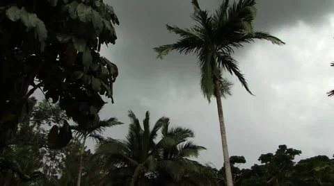 Stormy Palm Tree Video stock 46092728