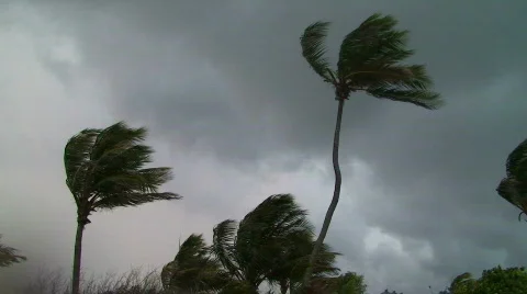 Stormy Palm Trees Stock Footage 828671