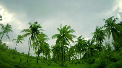 Stormy Palm trees timelapse Stock Footage 34135100