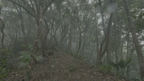 Stormy rain forest flat Stock Footage 80396798