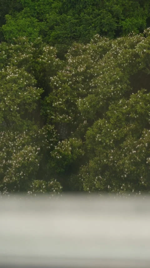 Stormy Rainfall Through Window on Lush Green Trees Stock Footage 317865517
