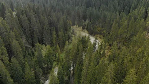 Stormy river flowing among the spruce forest in the highlands 動画素材 107675743