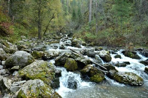 A stormy river flows in a rapid cascade from the mountains through the autu.. Stock Photos