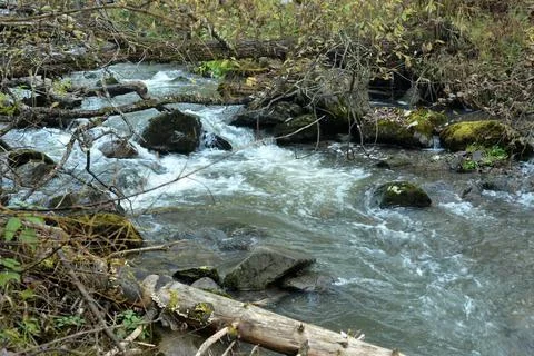 A stormy river flows in a rapid stream from the mountains through the autum.. Stock Photos