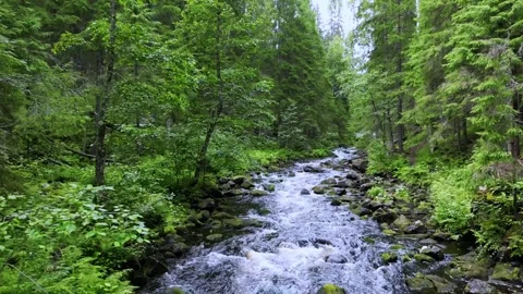 Stormy river in the forest thicket Stock Footage 263036052