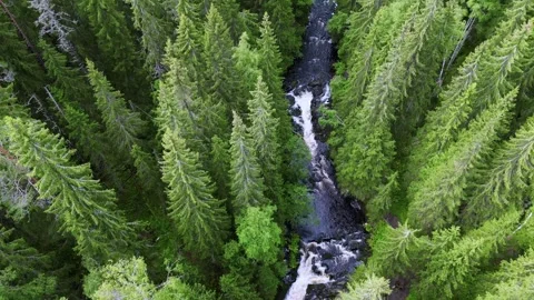 Stormy river in the forest top view Stock Footage 263036932