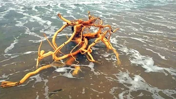 Stormy sandy beach Stock Footage 85779183