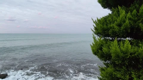 Stormy Sea Revealed Behind Pine Tree With Gentle Right Pullback Stock Footage 346623528
