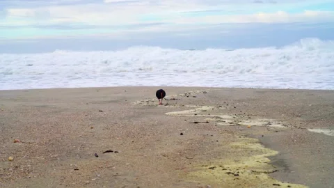 Stormy seas creating large beyond black oystercatcher fossicking Stock Footage 155214774
