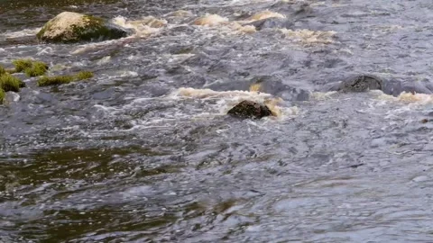 The stormy Siberian river in the pine forest Stock Footage 277476481
