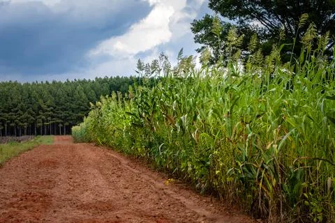 Stormy skies over maturing cornfields Stock Photos