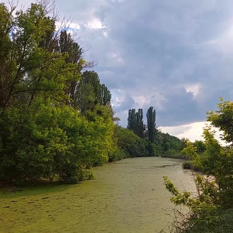 Stormy sky over wild pond covered with green duckweed in Ukraine forest Stock Footage 336339564